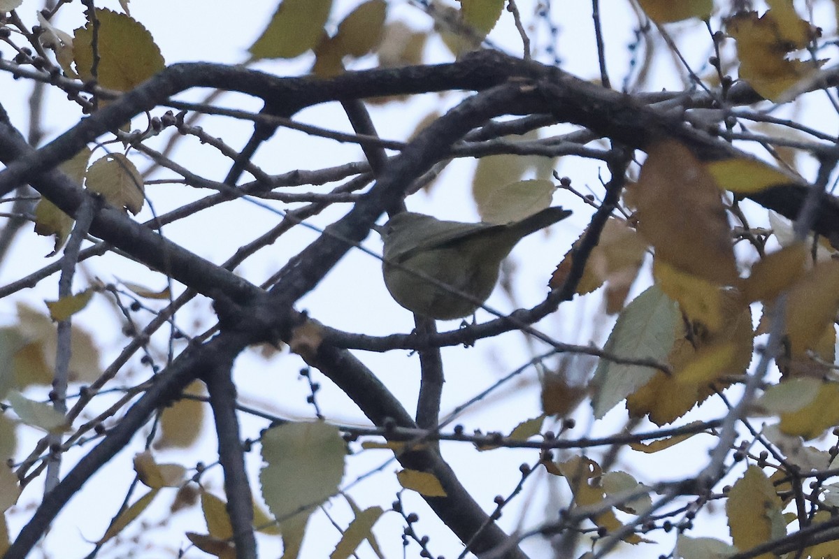 Orange-crowned Warbler - ML646349506