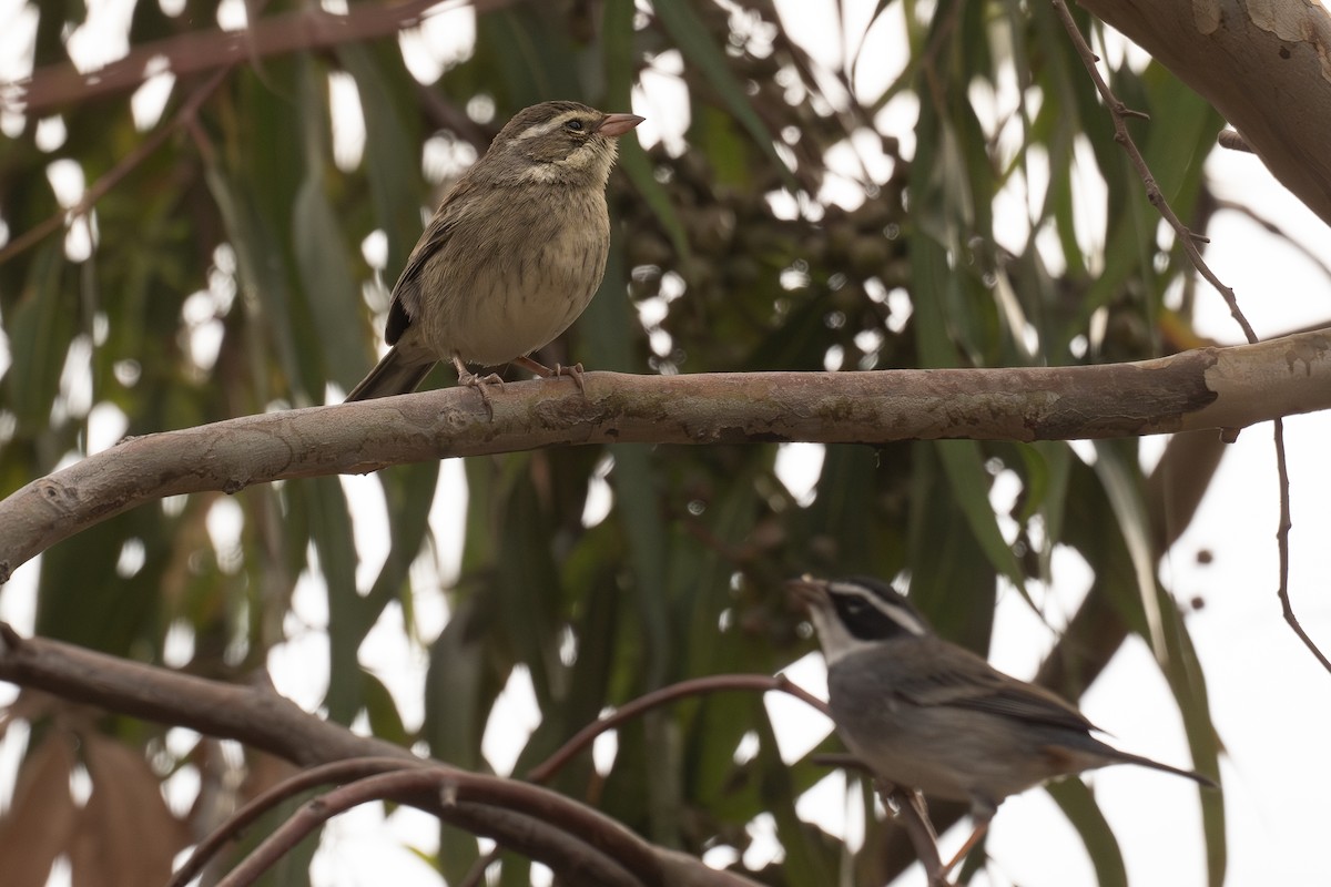 Collared Warbling Finch - ML646349508