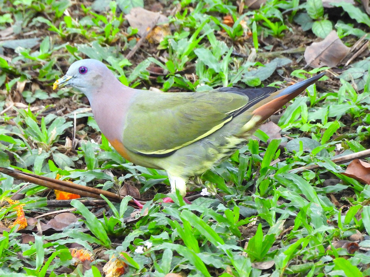 Pink-necked Green-Pigeon - ML646349509