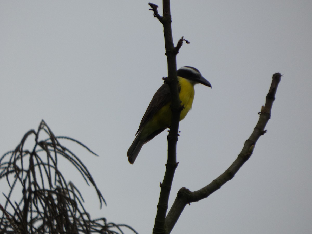 Boat-billed Flycatcher - ML646349511