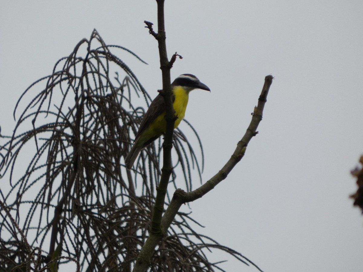 Boat-billed Flycatcher - ML646349512