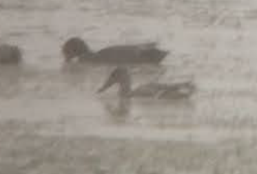 Ahate mokozabal zuria - ML646349513