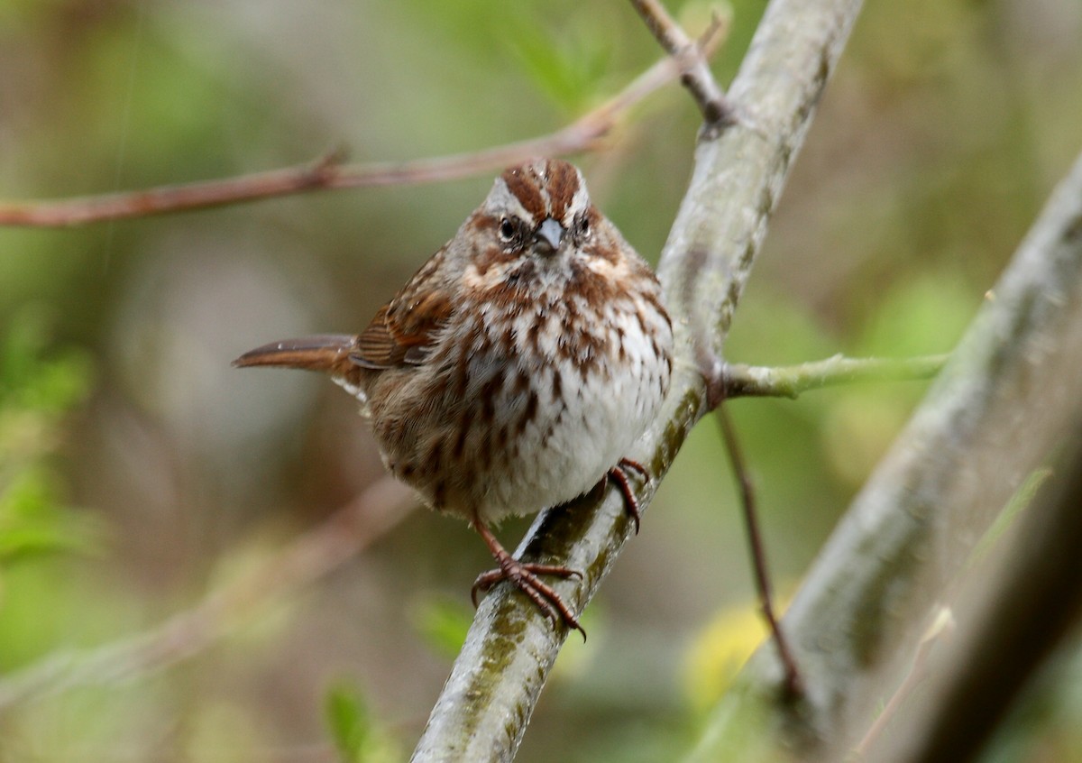 Song Sparrow - ML646349515