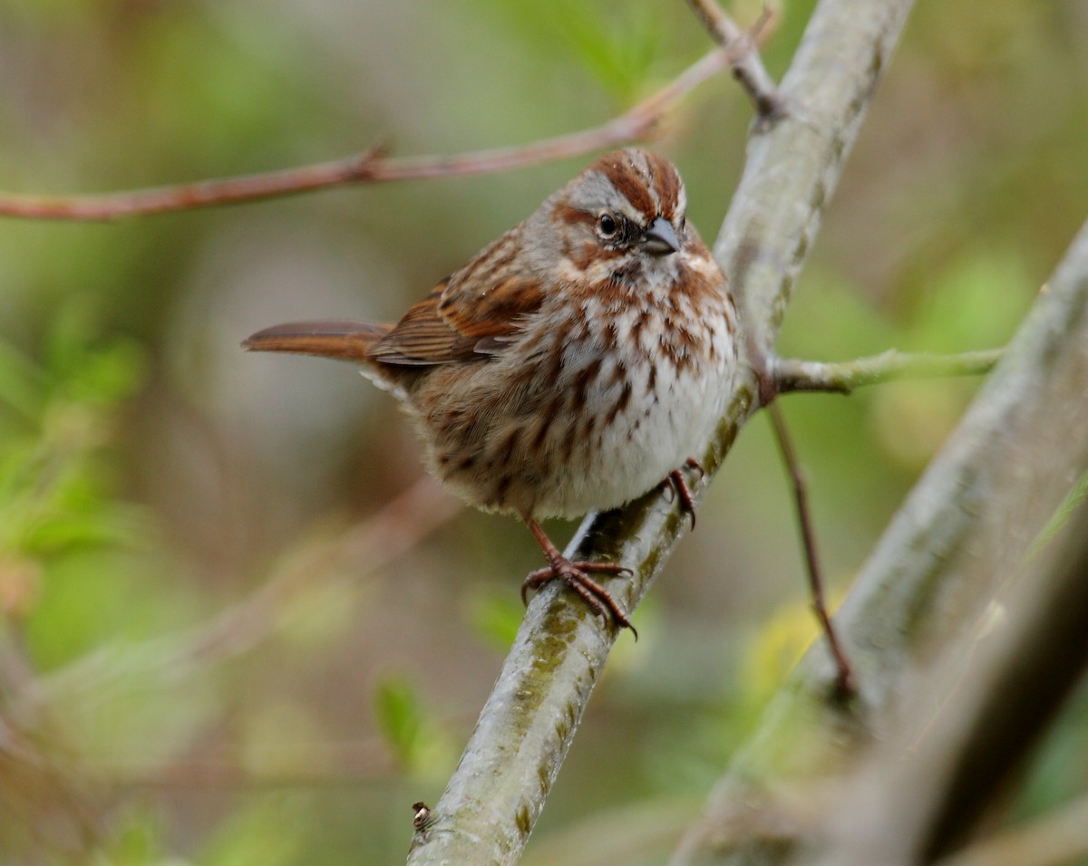Song Sparrow - ML646349516