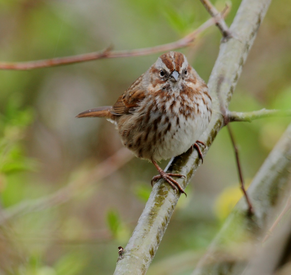 Song Sparrow - ML646349517