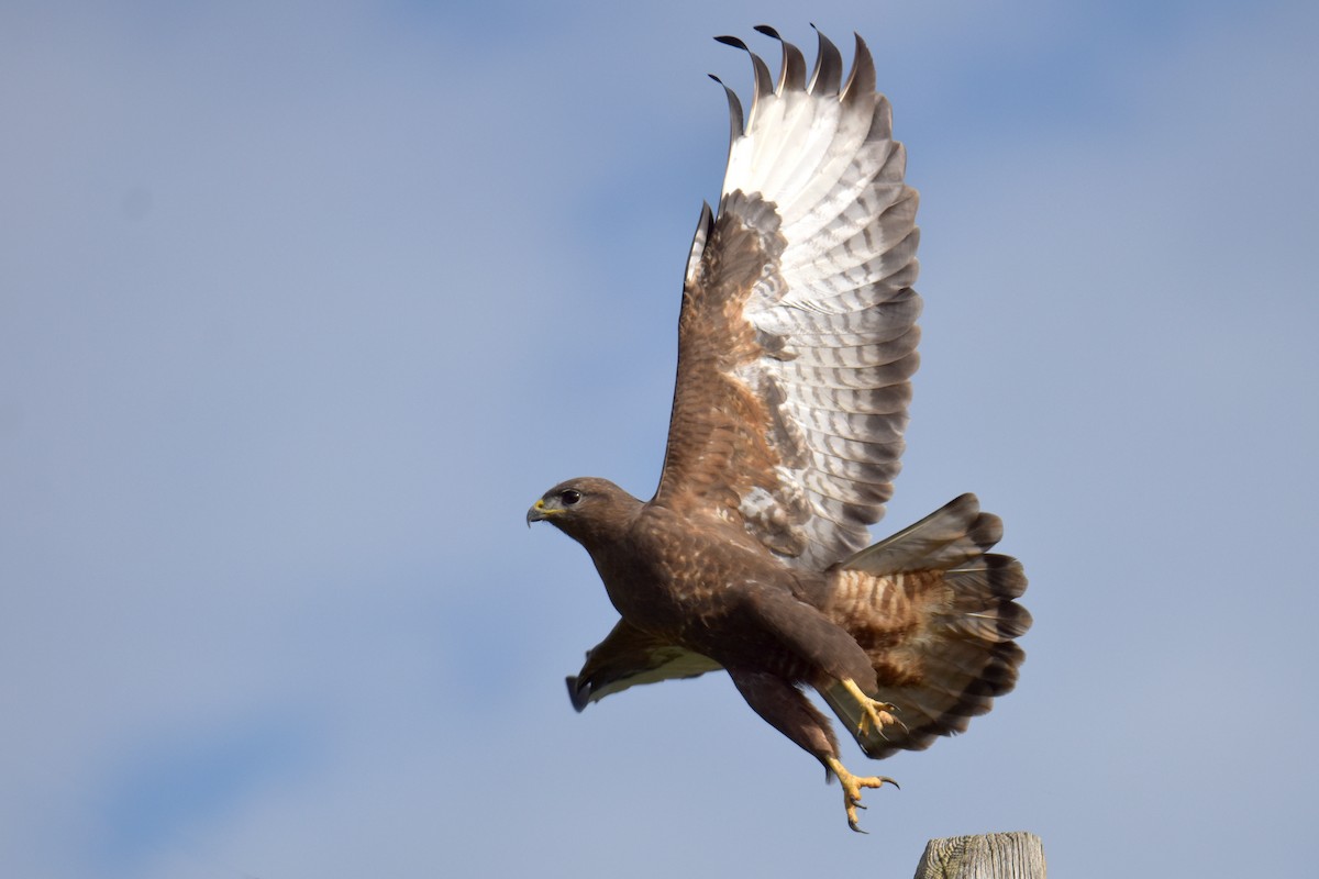 Zapelatz arrunta - ML646349518