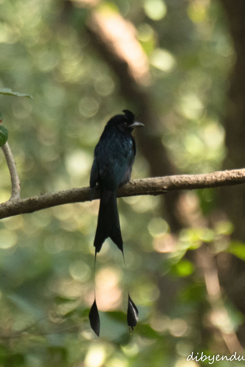 Greater Racket-tailed Drongo - ML646349519