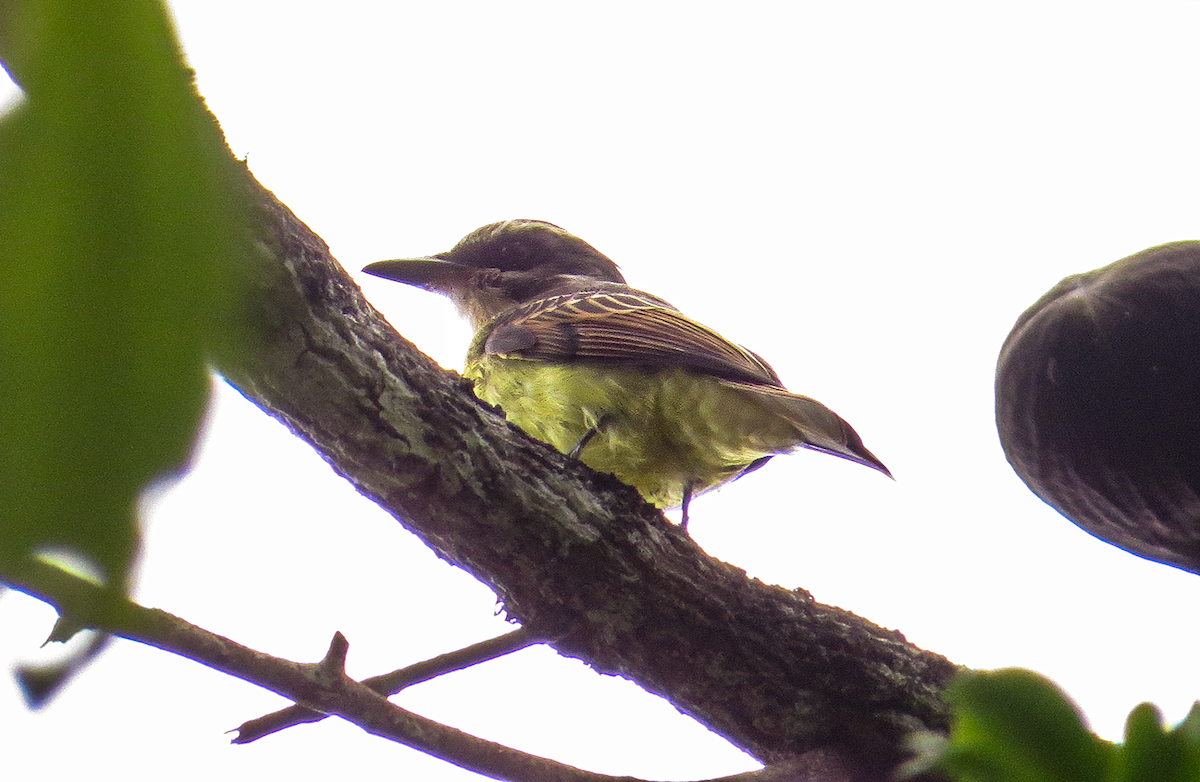 Golden-bellied Flycatcher - ML646349520