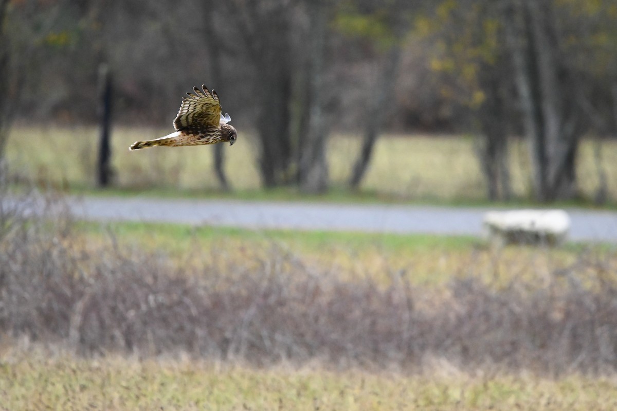Northern Harrier - ML646349523