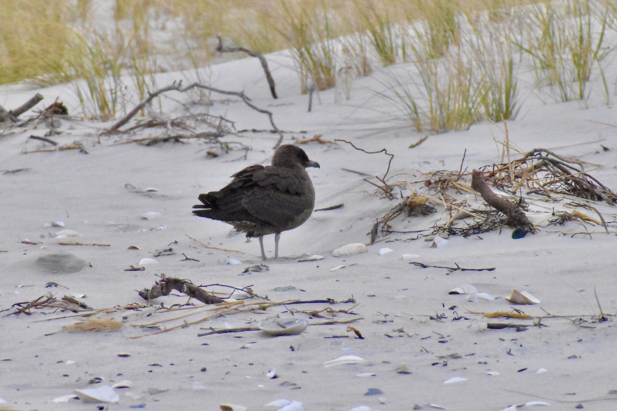 Pomarine Jaeger - ML646349530