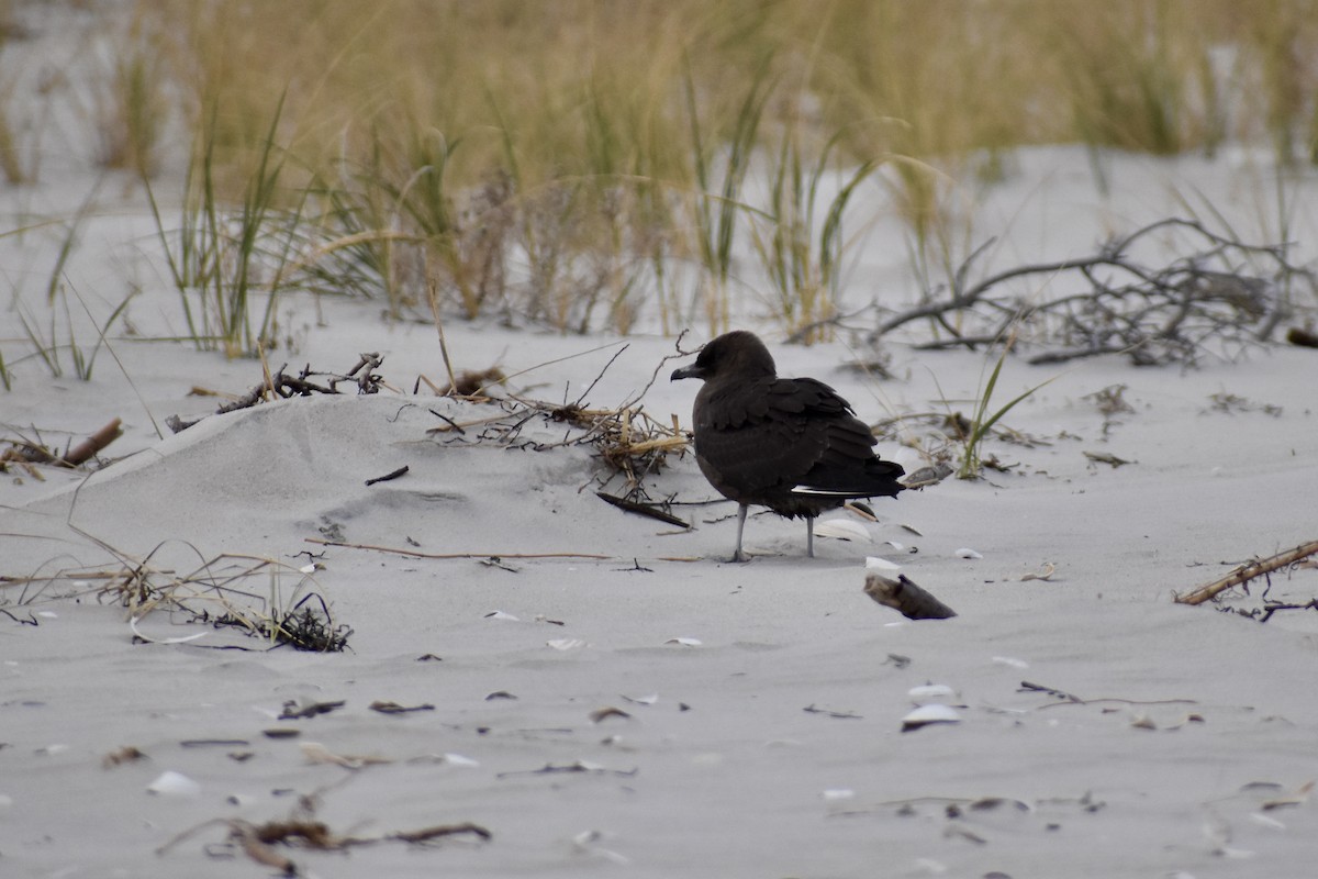 Pomarine Jaeger - ML646349531