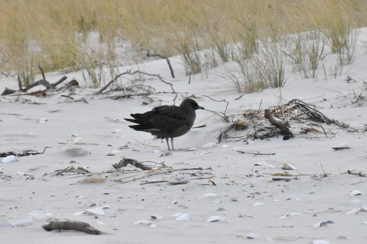 Pomarine Jaeger - ML646349532