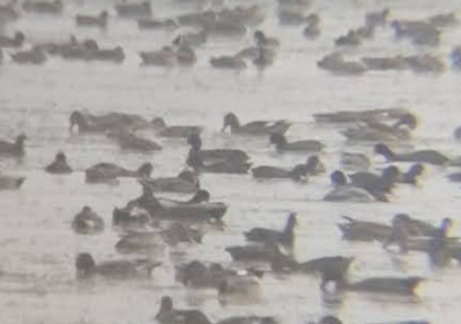 Green-winged Teal - ML646349533