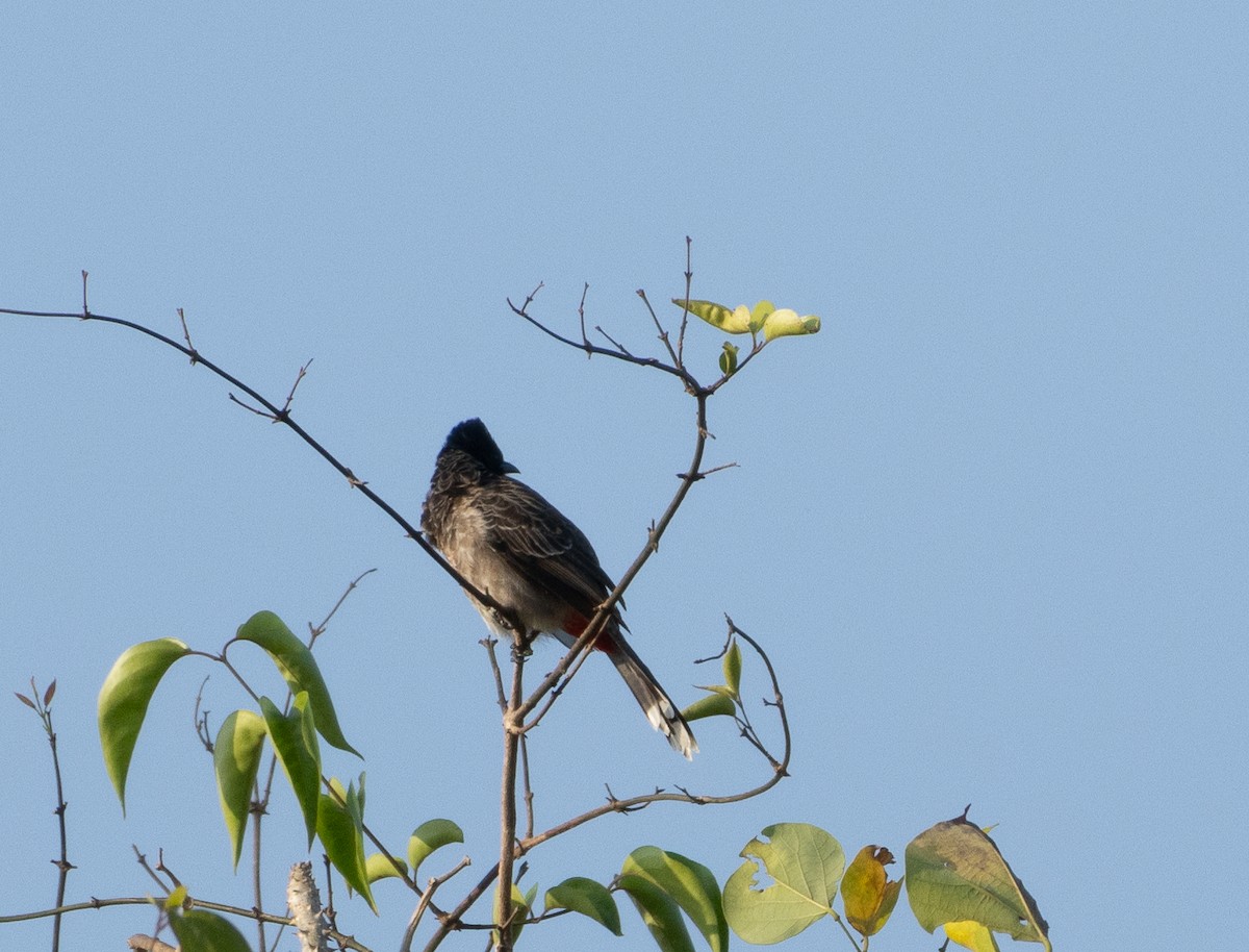 Red-vented Bulbul - ML646349541