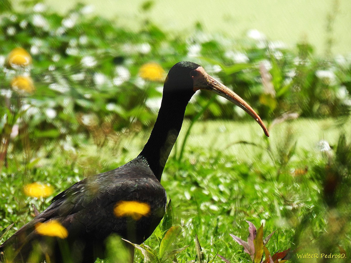 Ibis Afeitado - ML646349546