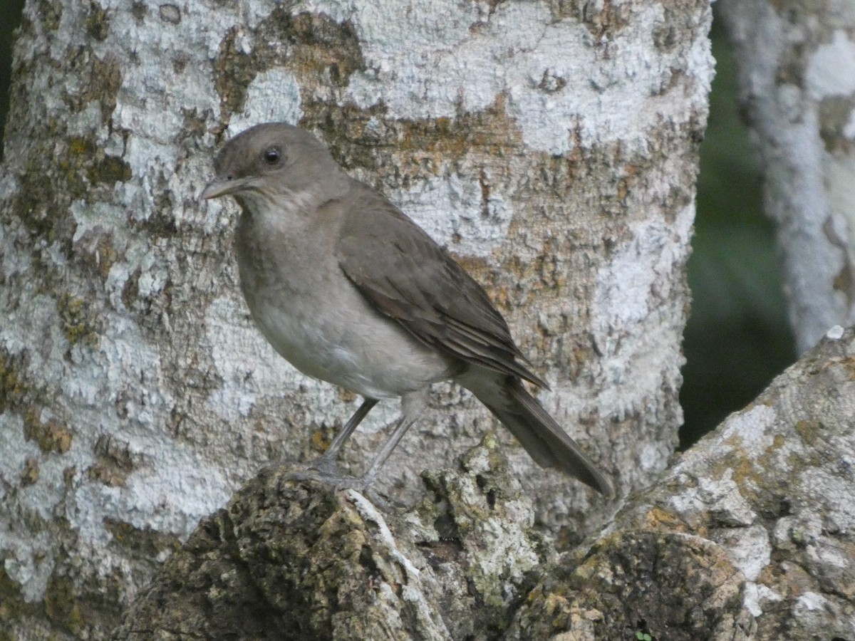 Черноклювый дрозд - ML646349547