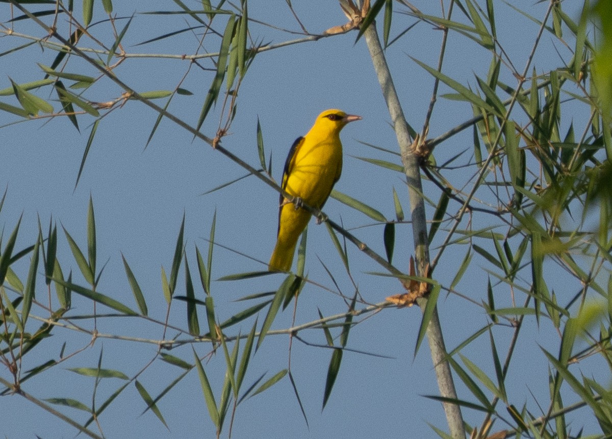 Indian Golden Oriole - ML646349548