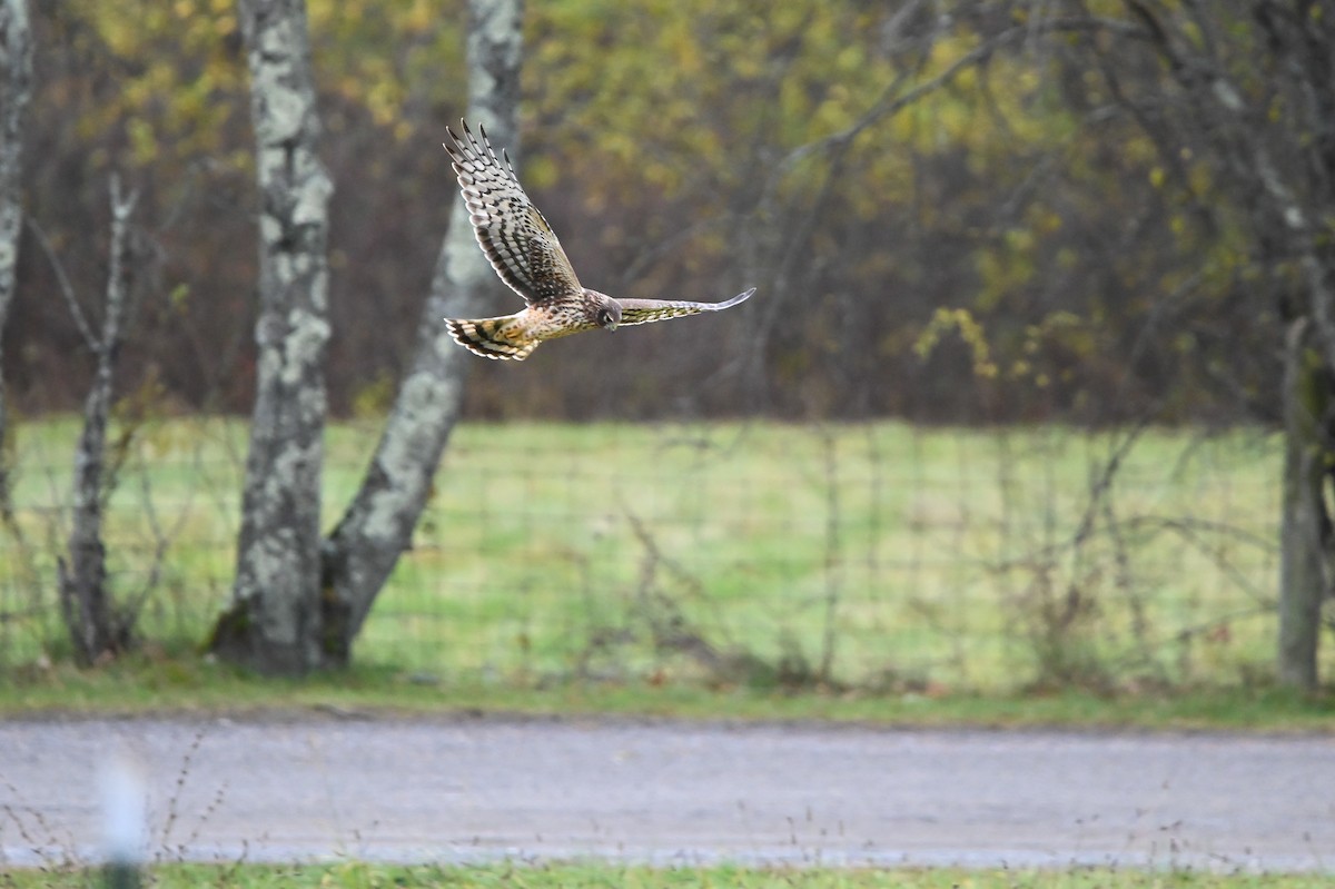 Northern Harrier - ML646349549