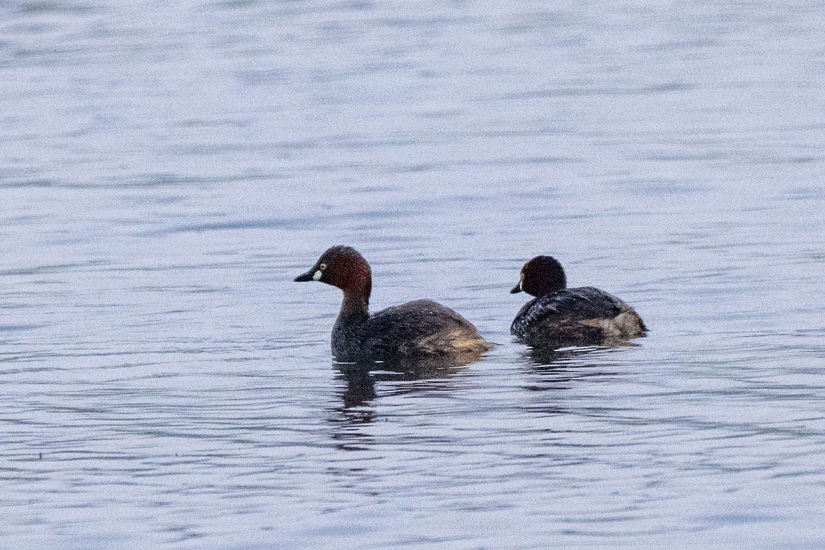 Little Grebe - ML646349552