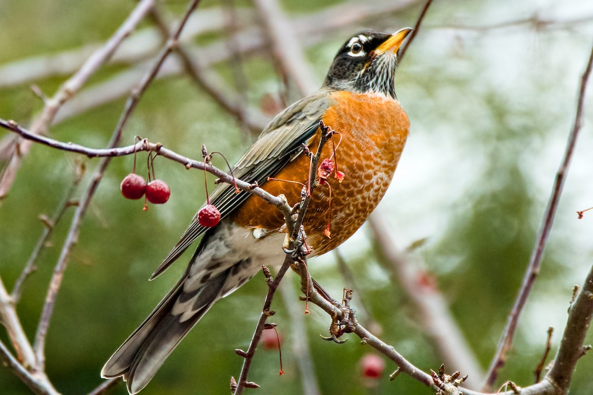 American Robin - ML646349553