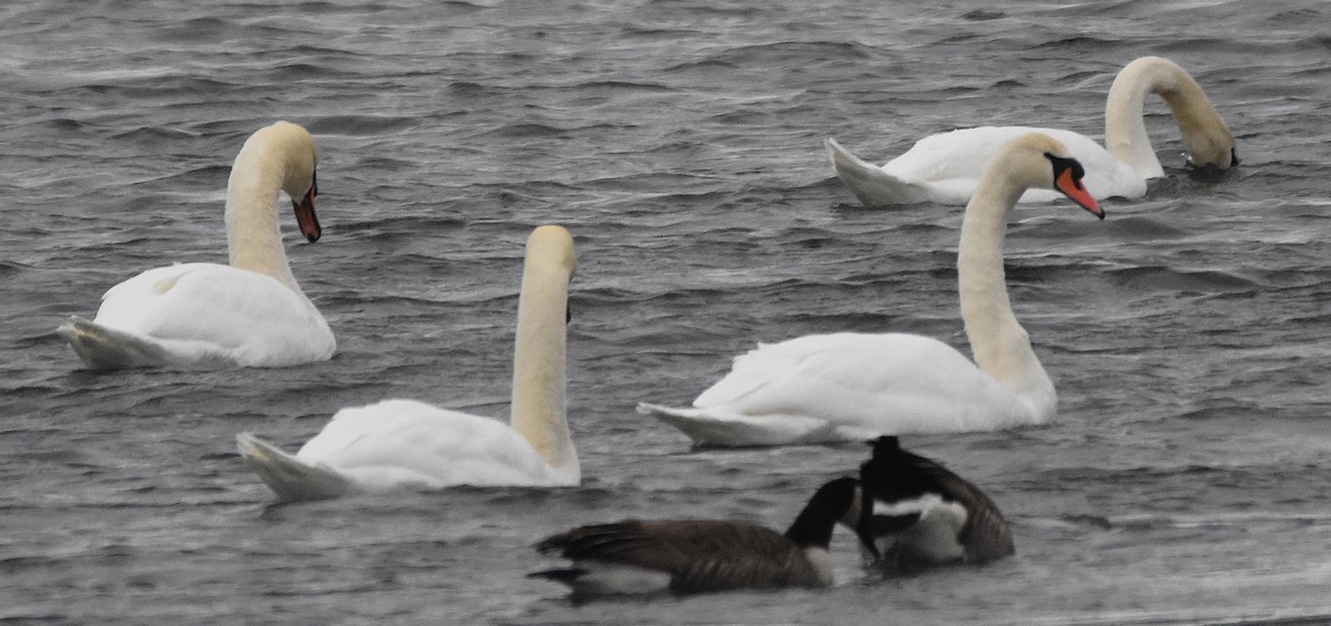 疣鼻天鵝 - ML646349554