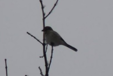 Northern Shrike - ML646349558