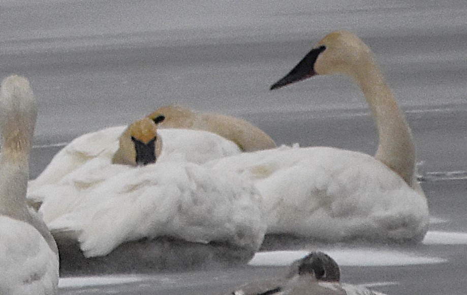 Trumpeter Swan - ML646349559