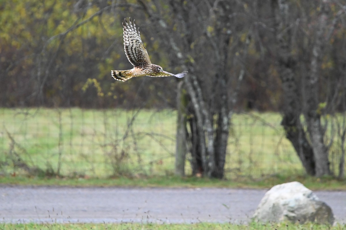 Northern Harrier - ML646349561