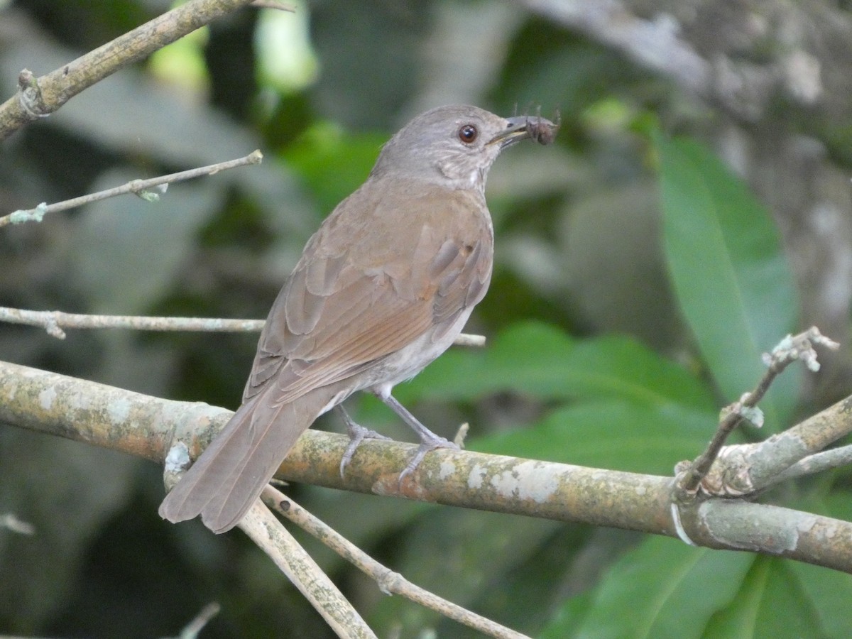 Pale-breasted Thrush - ML646349562