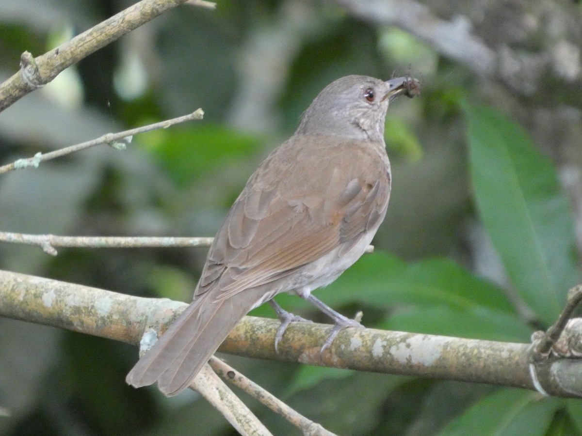 Pale-breasted Thrush - ML646349563