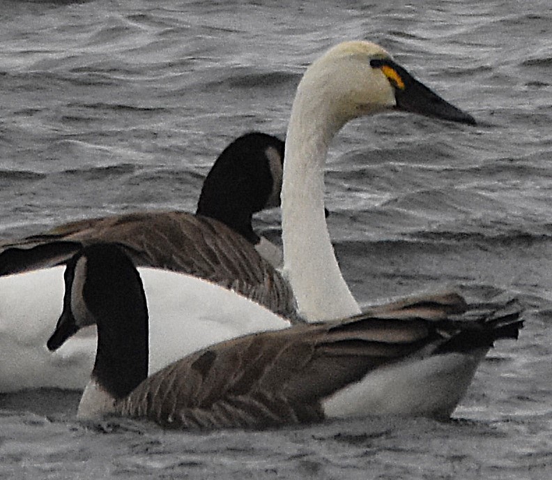 Tundra Swan - ML646349564