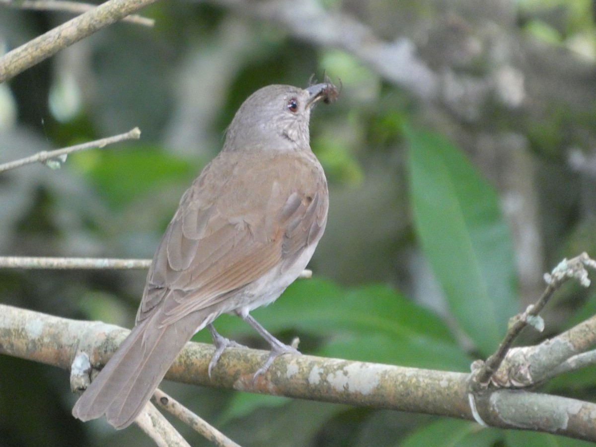 Pale-breasted Thrush - ML646349565