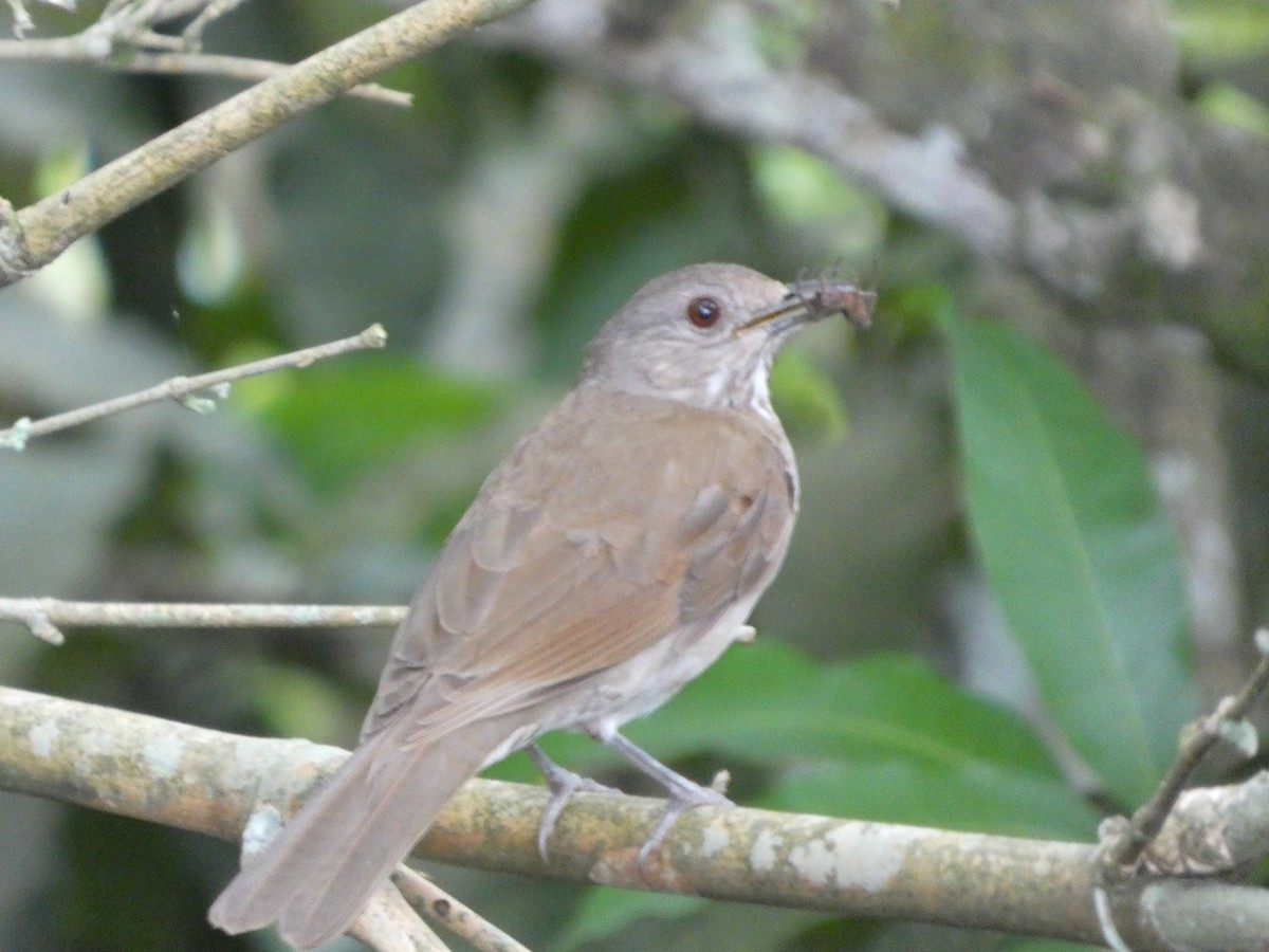 Pale-breasted Thrush - ML646349566