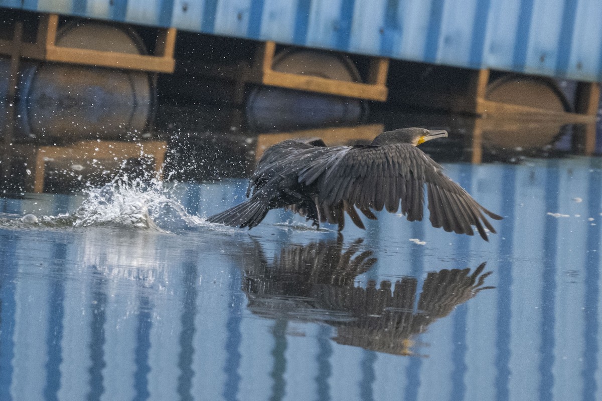 kormorán velký - ML646349569