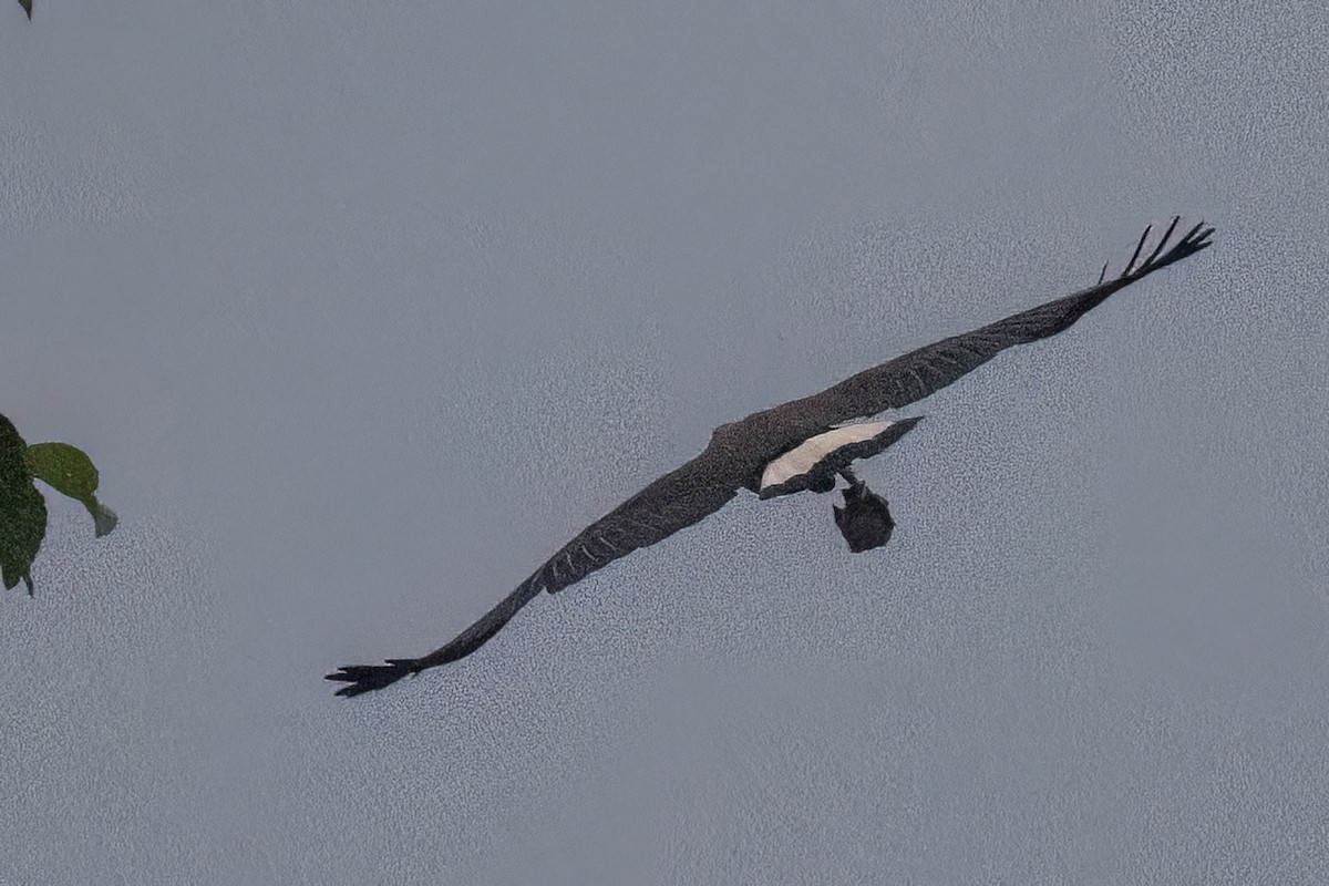 Gray-headed Fish-Eagle - ML646349577