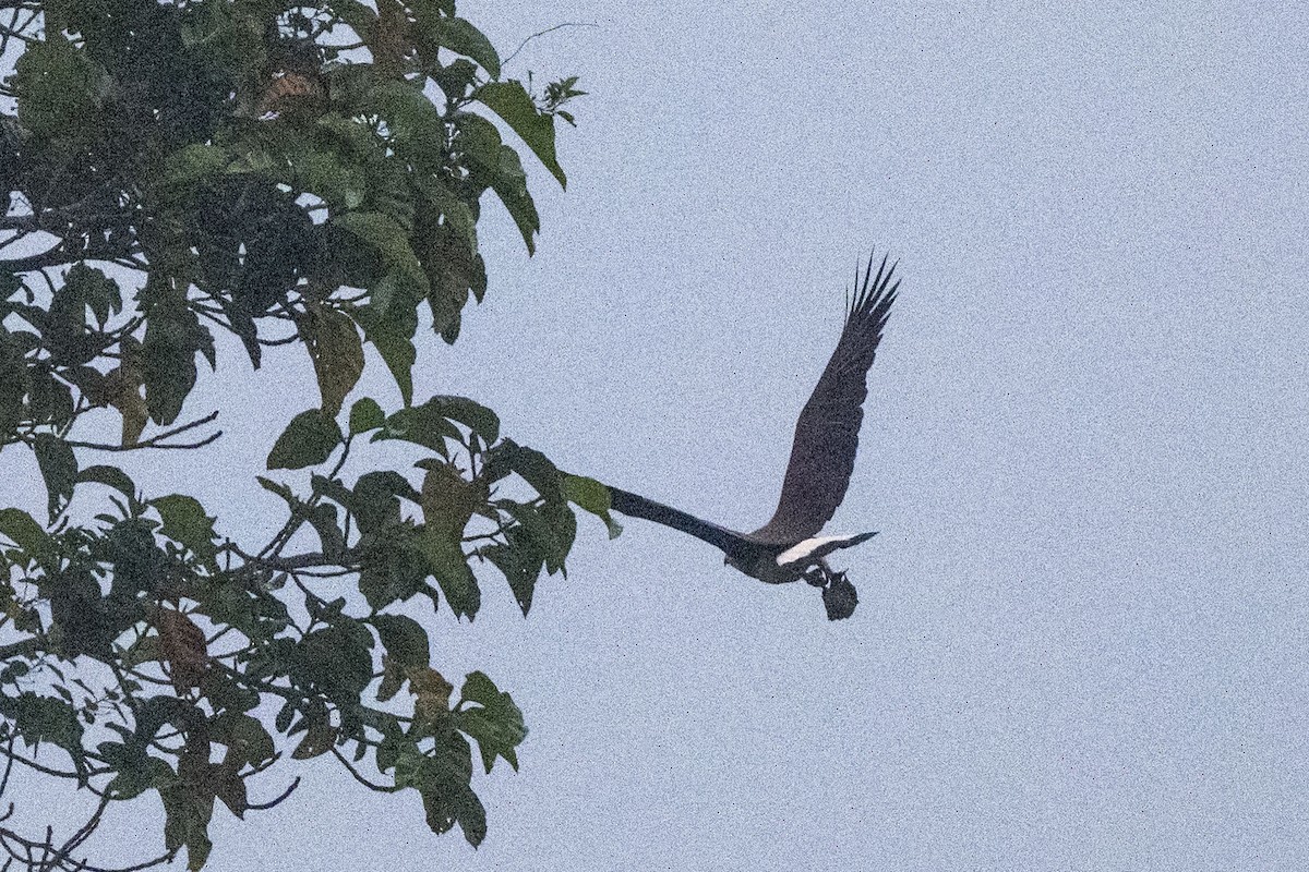 Gray-headed Fish-Eagle - ML646349578