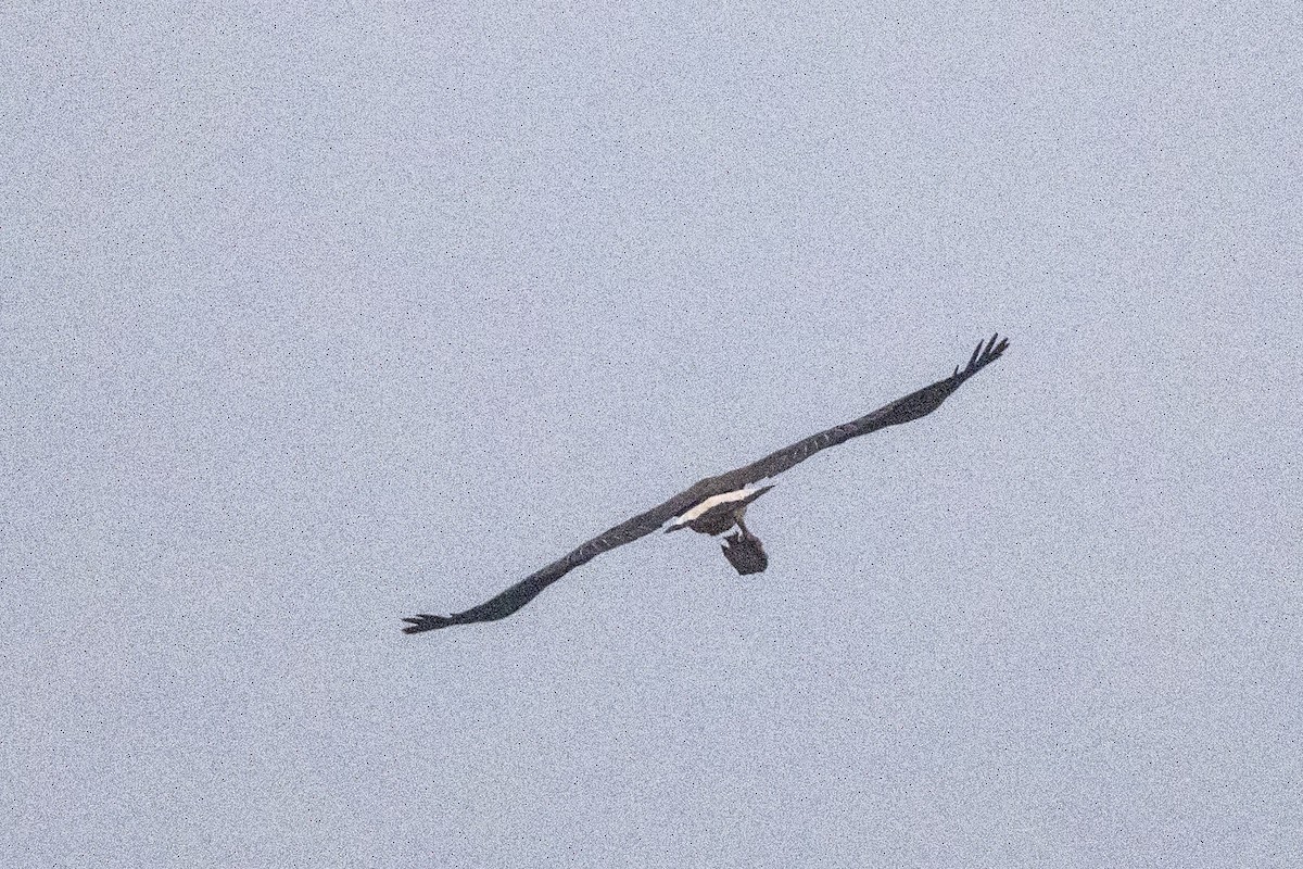 Gray-headed Fish-Eagle - ML646349579