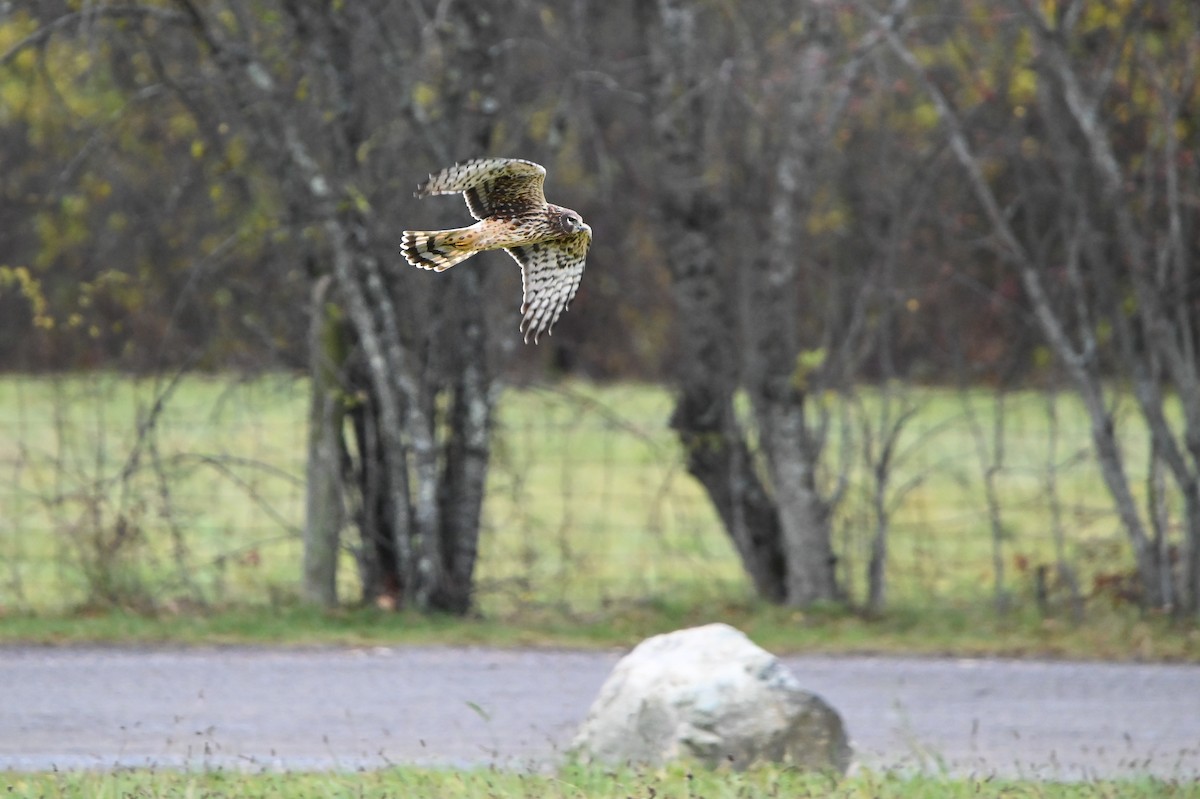 Northern Harrier - ML646349580