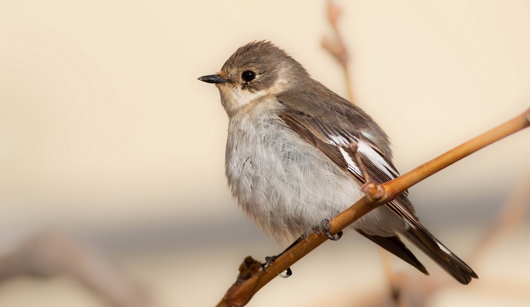 Collared Flycatcher - ML646349581