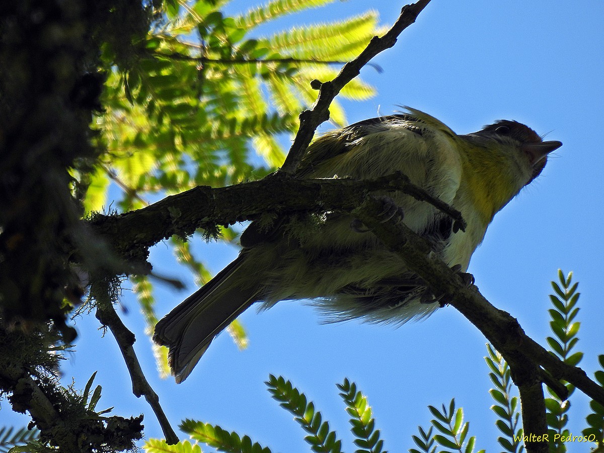 Rufous-browed Peppershrike - ML646349582