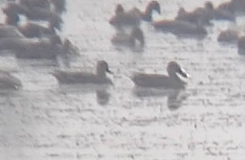 Gadwall - ML646349583