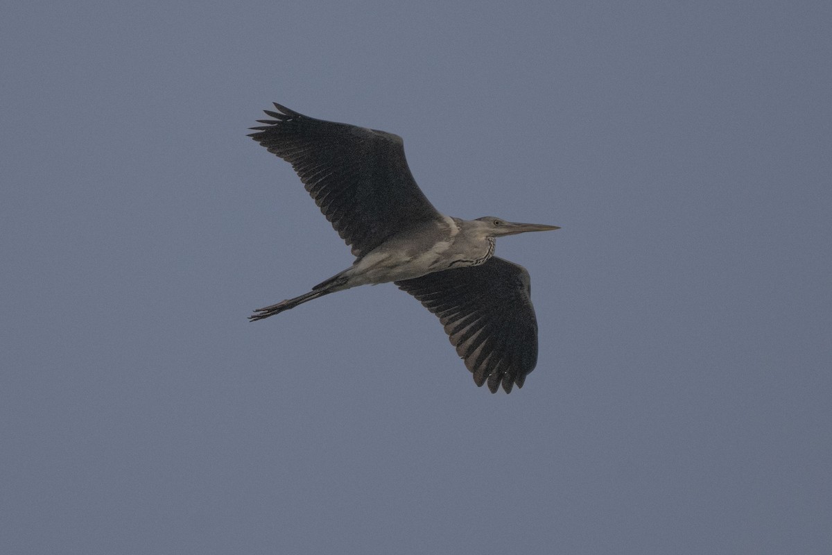 Gray Heron - ML646349587