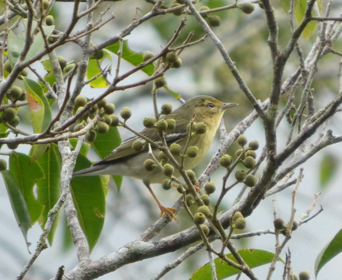 Blackpoll Warbler - ML646349588
