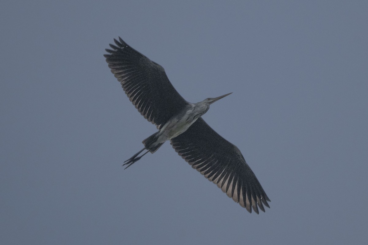 Gray Heron - ML646349589