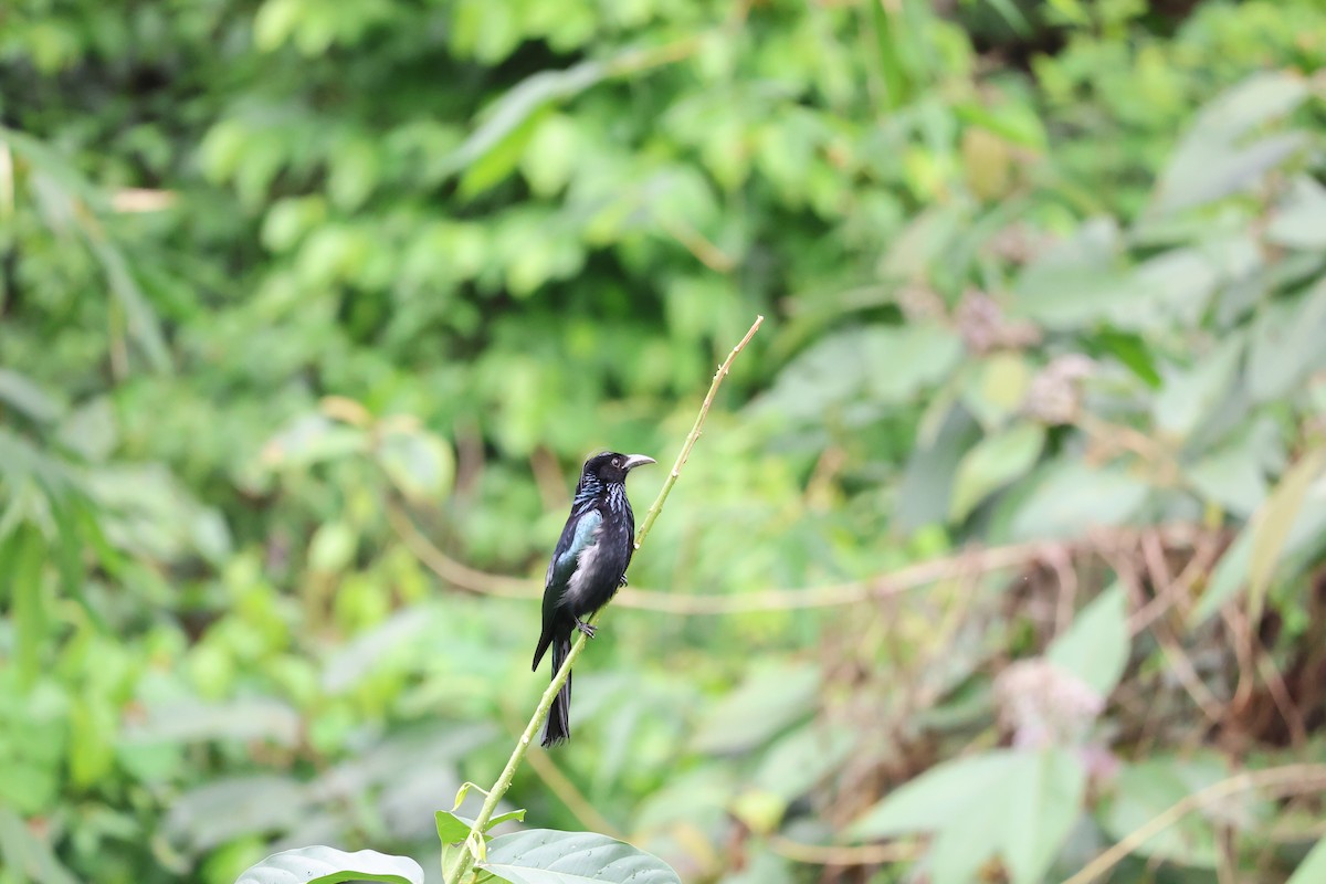 Hair-crested Drongo - ML646349590