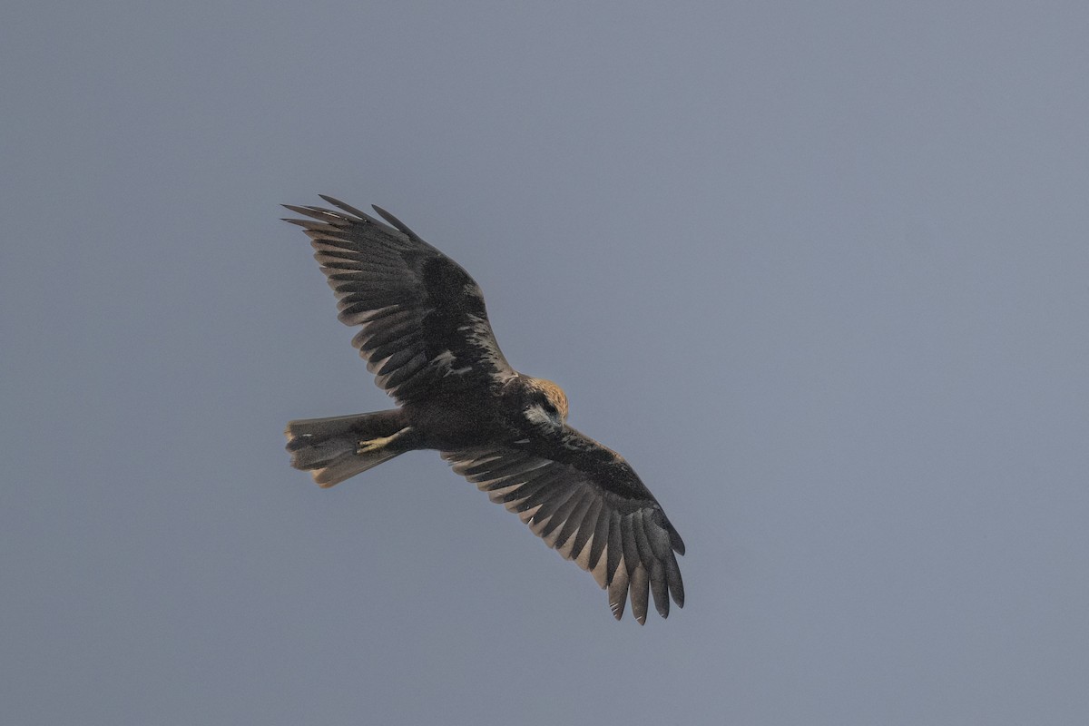 Western Marsh Harrier - ML646349597