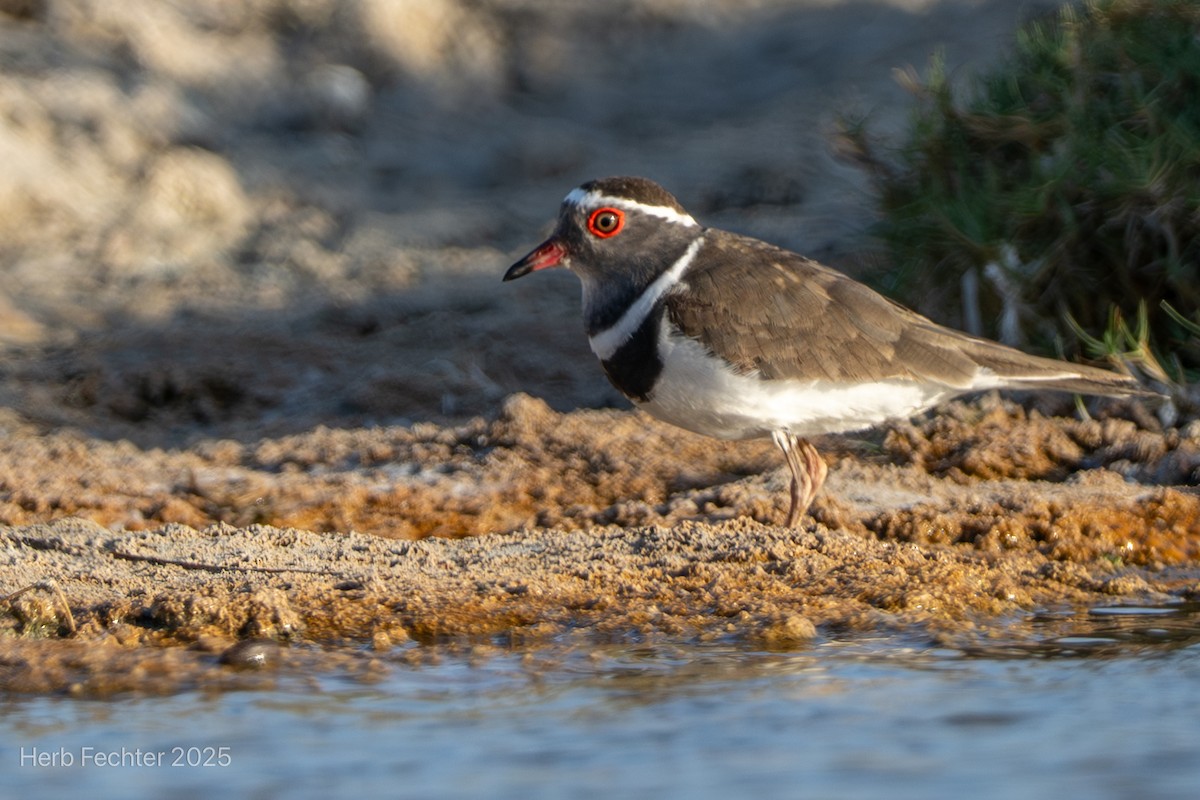 Трёхполосый зуёк (bifrontatus) - ML646349599