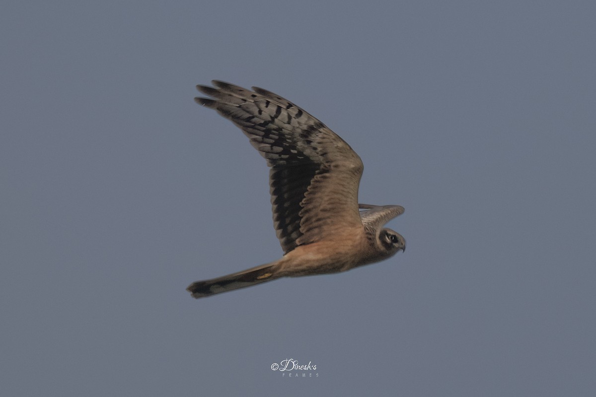 Aguilucho Papialbo - ML646349604