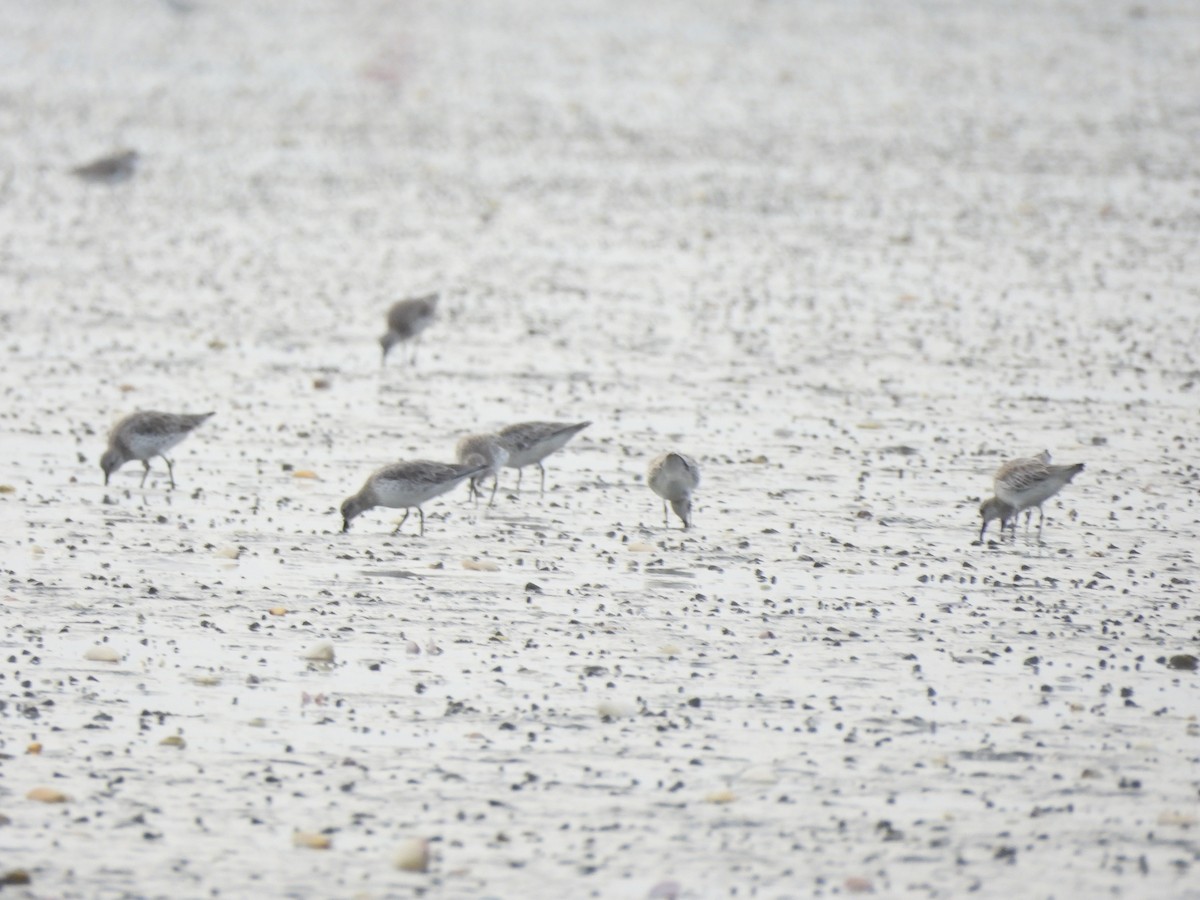 Great Knot - ML646349606