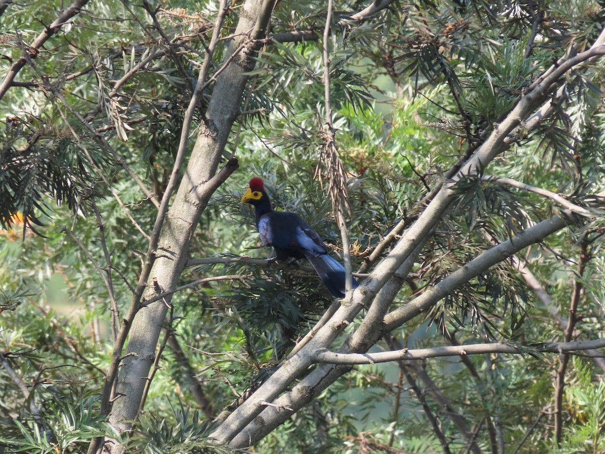 Турако червоночубий - ML646349608